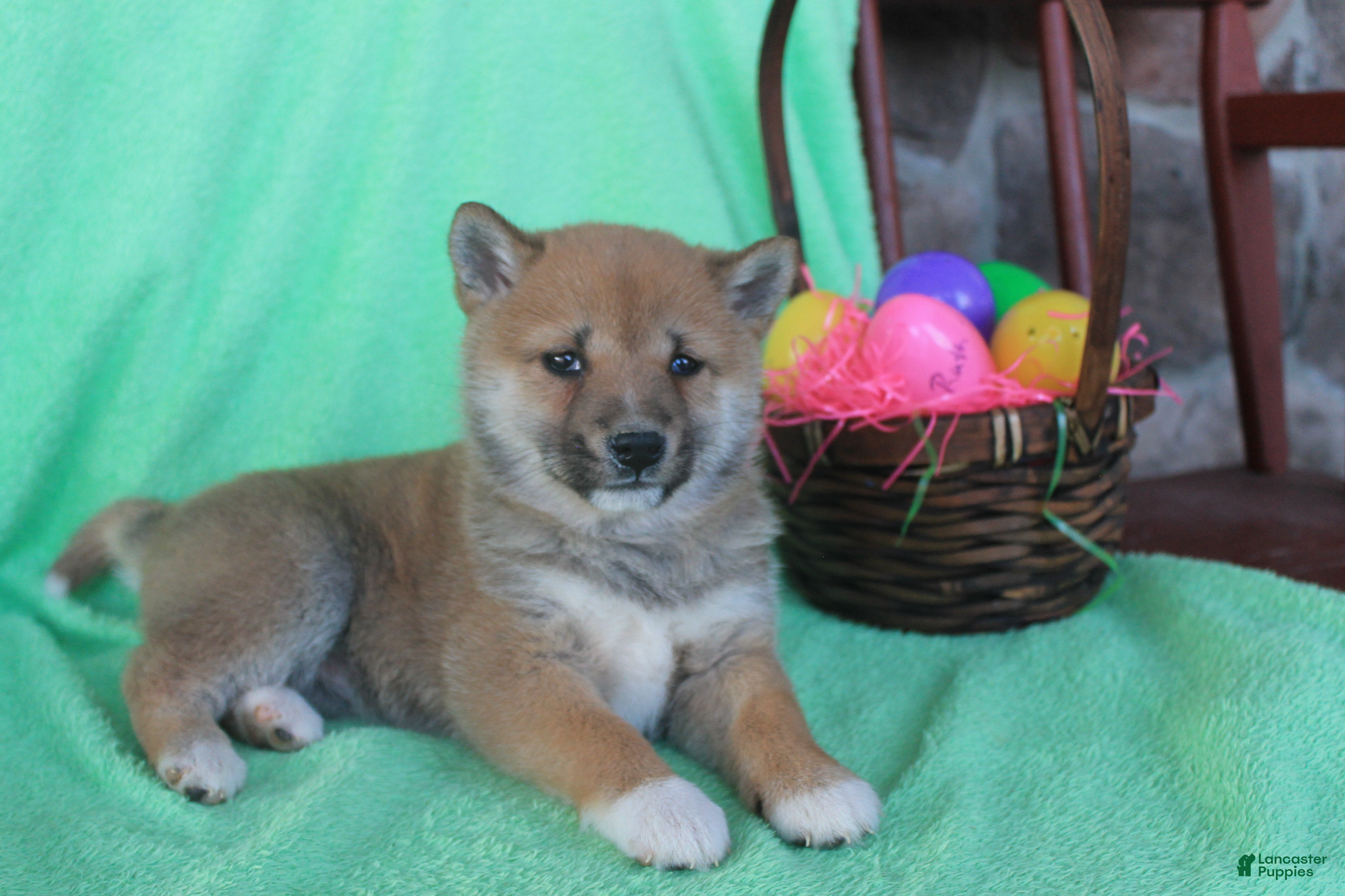 Shiba Inu dogs Shyla - Ad 1