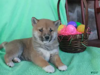 Shiba Inu dogs for sale: Shyla - Ad 4