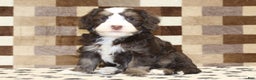 Mini Bernedoodle dogs for sale: Alvin - Ad 1