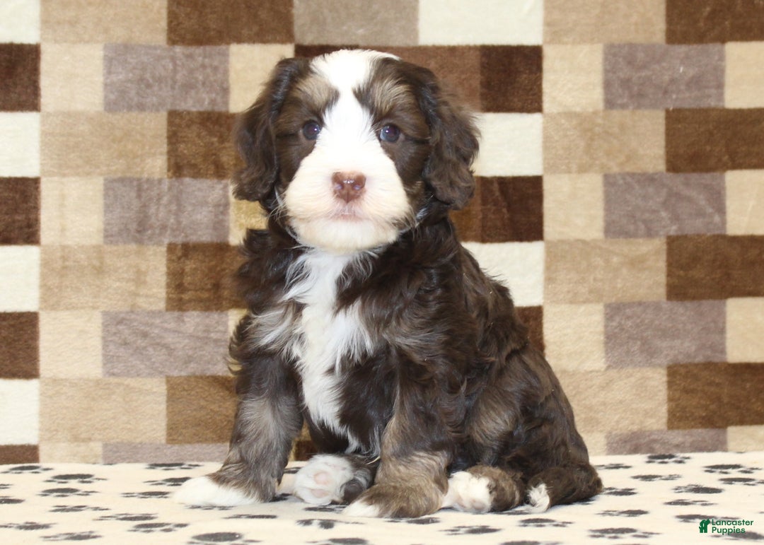 Mini Bernedoodle dogs for sale: Alvin - Ad 1