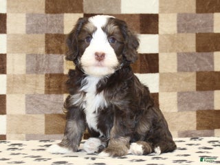 Mini Bernedoodle dogs Alvin - Ad 39