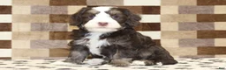 Mini Bernedoodle dogs for sale: AJ - Ad 17
