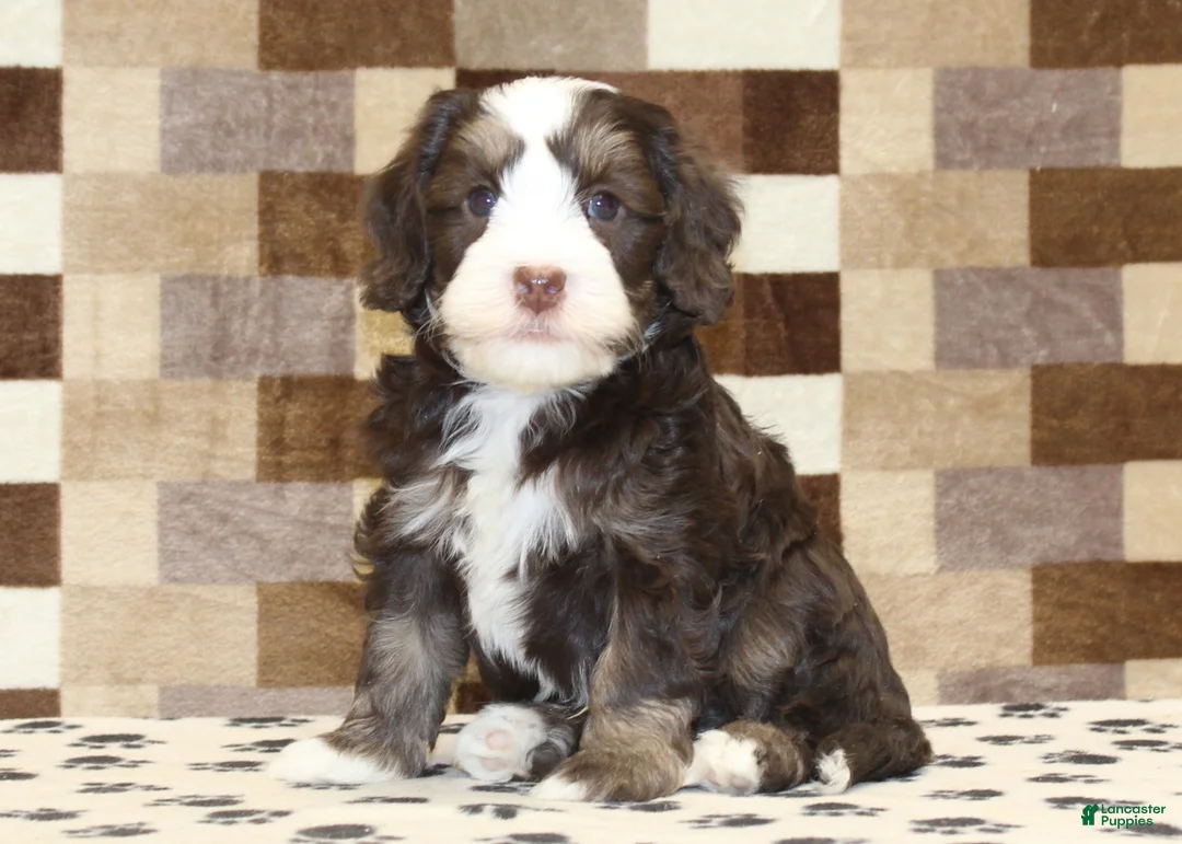 Mini Bernedoodle dogs for sale: AJ - Ad 17