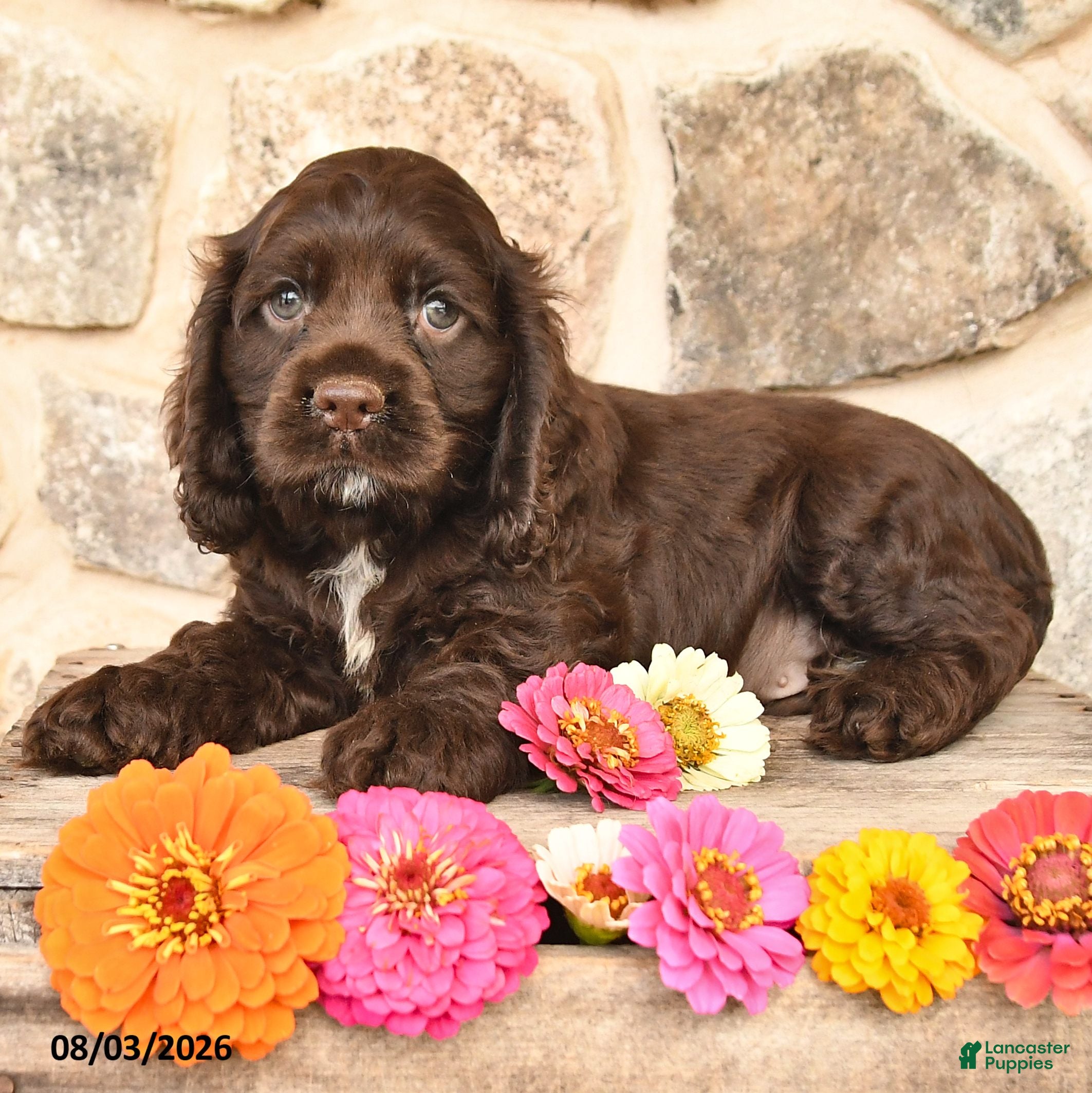 Cocker Spaniel dogs for sale: Duke - Ad 1