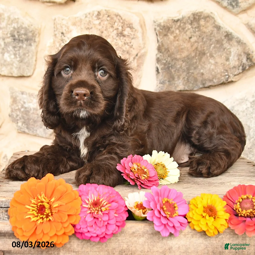 Cocker Spaniel dogs for sale: Duke - Ad 1