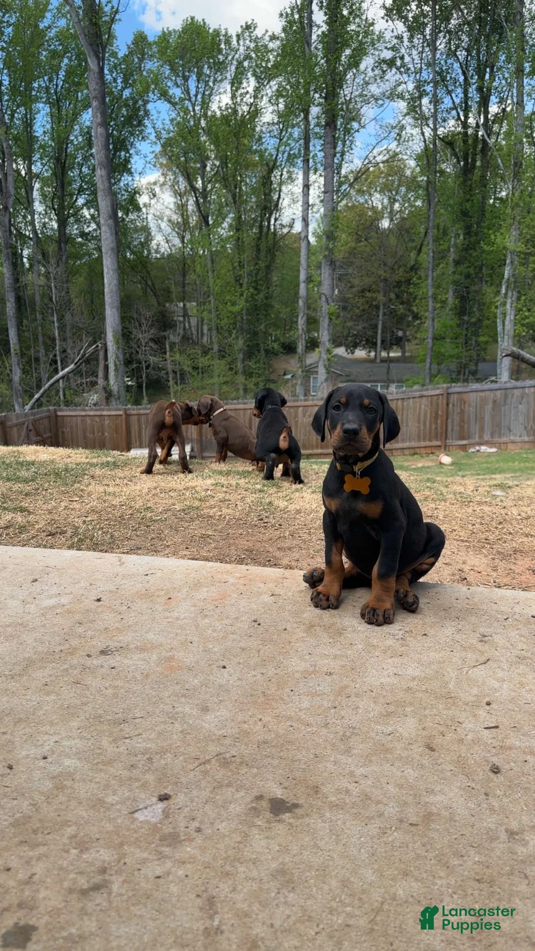 Doberman Pinscher dogs for sale: Puppy 4 - Ad 1
