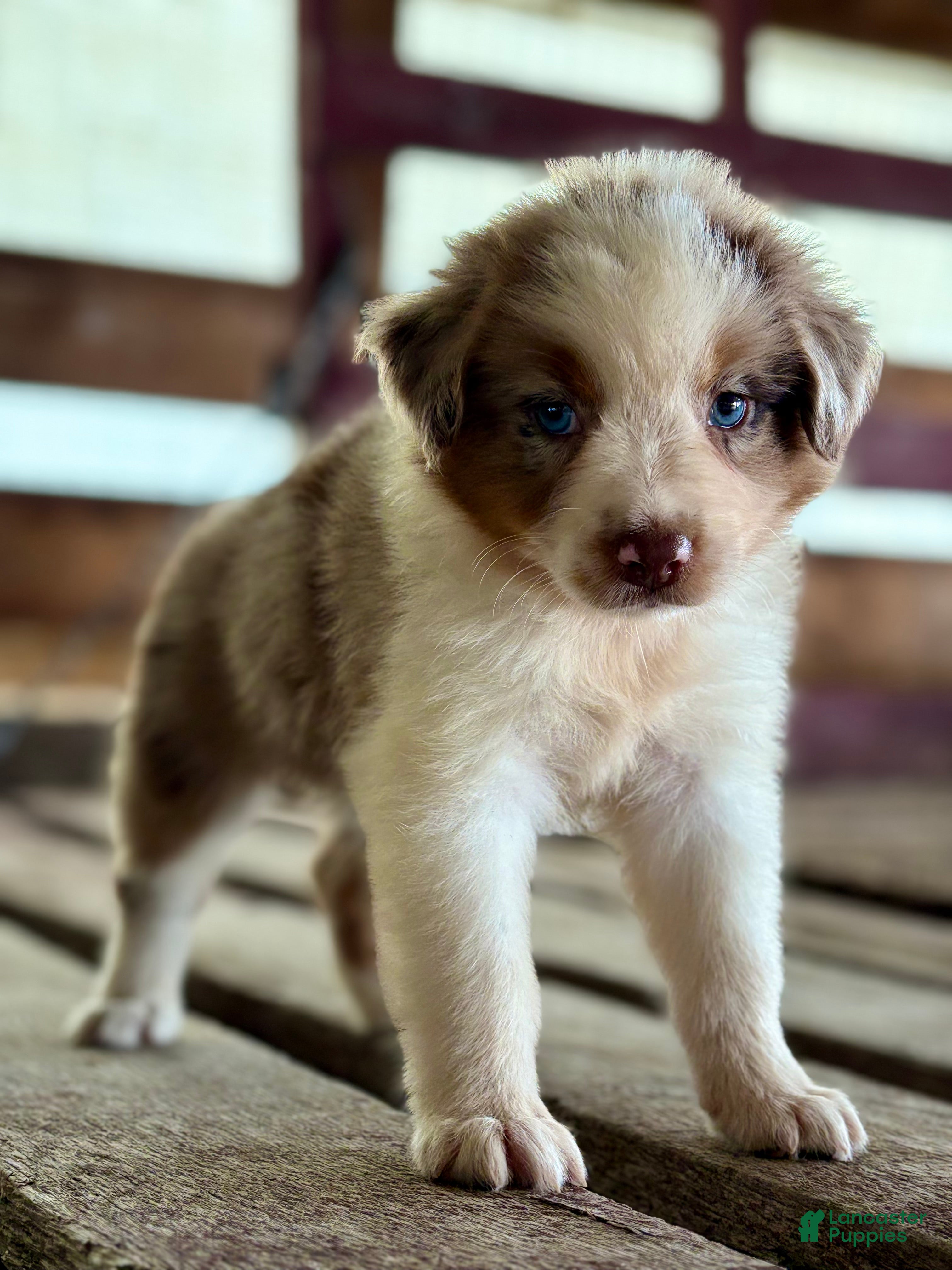 Australian Shepherd dogs Banks - Ad 2