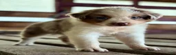Australian Shepherd dogs for sale: Banks - Ad 2