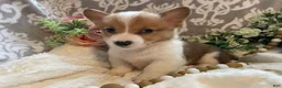 Welsh Corgi Pembroke dogs for sale: Sawyer  - Ad 1