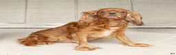 Cavalier King Charles Spaniel dogs for sale: Max Cavalier King Charles Spaniel  - Ad 6