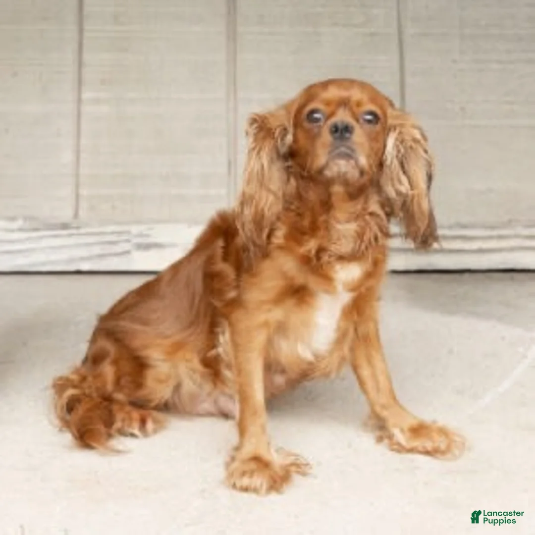 Cavalier King Charles Spaniel dogs for sale: Max Cavalier King Charles Spaniel  - Ad 6