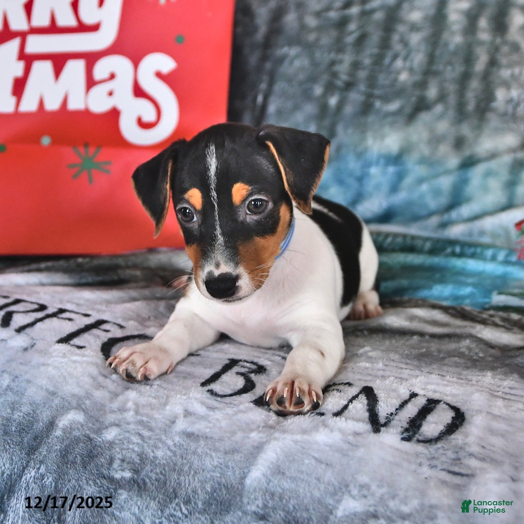 Jack Russell Terrier dogs for sale: Rascal - Ad 3