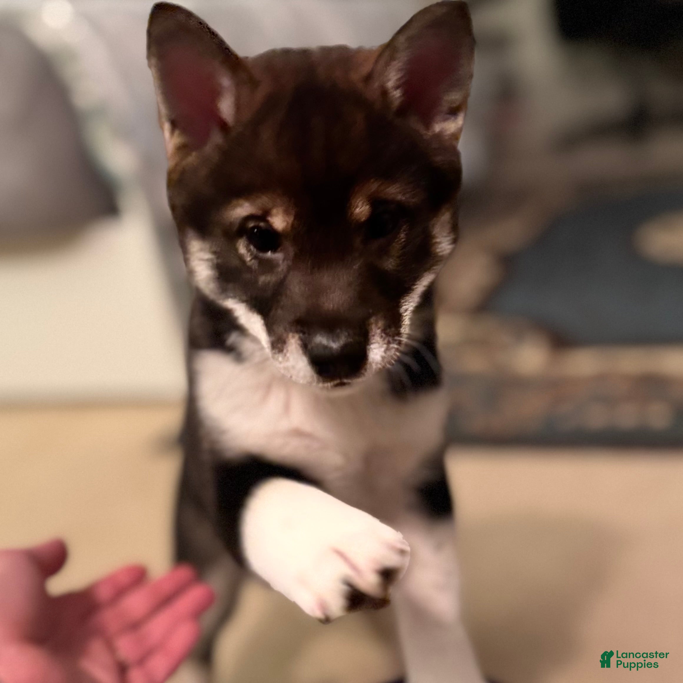 Shiba Inu dogs Shiba Inu Puppy 2 - Ad 37