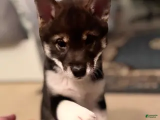 Shiba Inu dogs Shiba Inu Puppy 2 - Ad 37