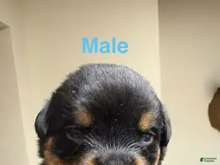 Rottweiler dogs Rottweiler Puppy 2 - Ad 28