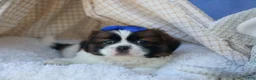 Shih Tzu dogs for sale: REX - Ad 9