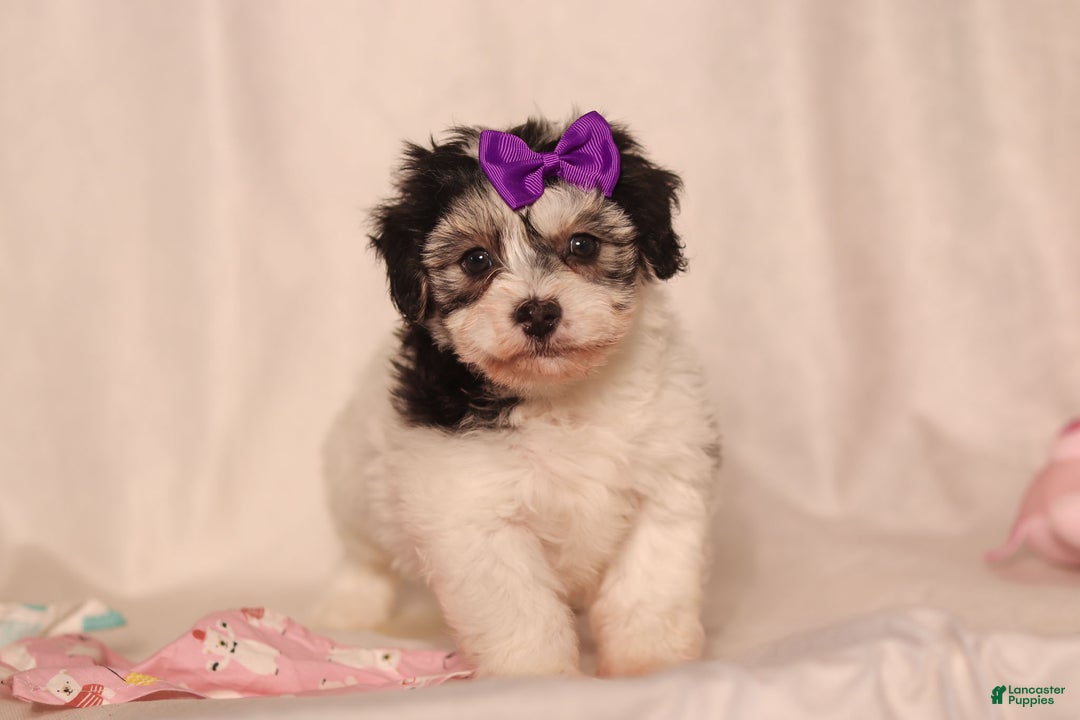 Havapoo dogs for sale: Claire - Ad 1