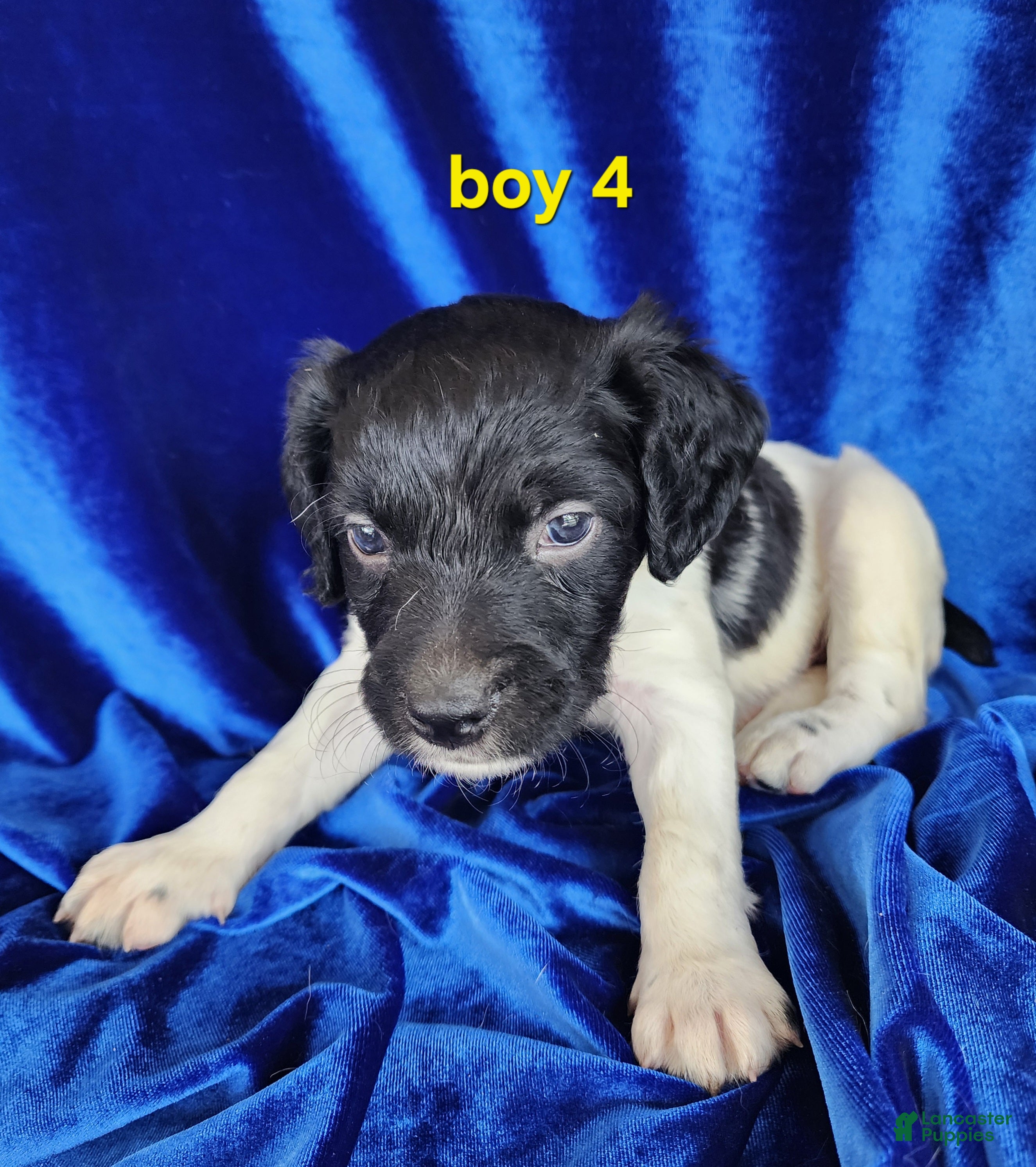 Brittany Spaniel dogs French Brittany boy 4 - Ad 1