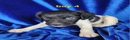 Brittany Spaniel dogs for sale: French Brittany boy 4 - Ad 1