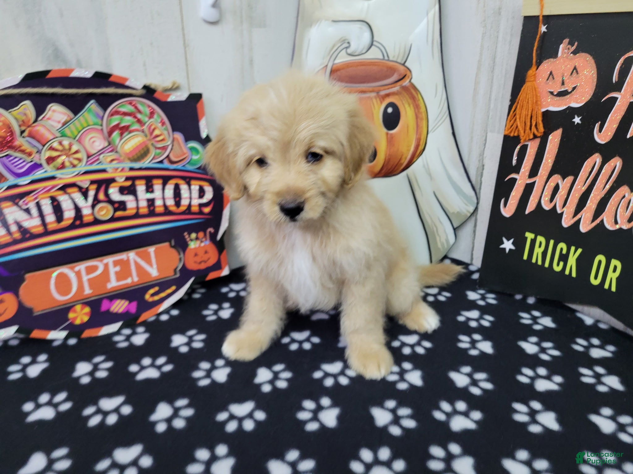 Mini Bernedoodle dogs for sale: F1b Carl - Ad 1