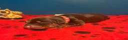 Doberman Pinscher dogs for sale: Obsidian Wildfire’s Tisiphone - Ad 3