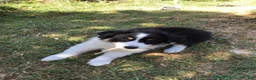 Australian Shepherd dogs for sale: Banjo the Aussie - Ad 6