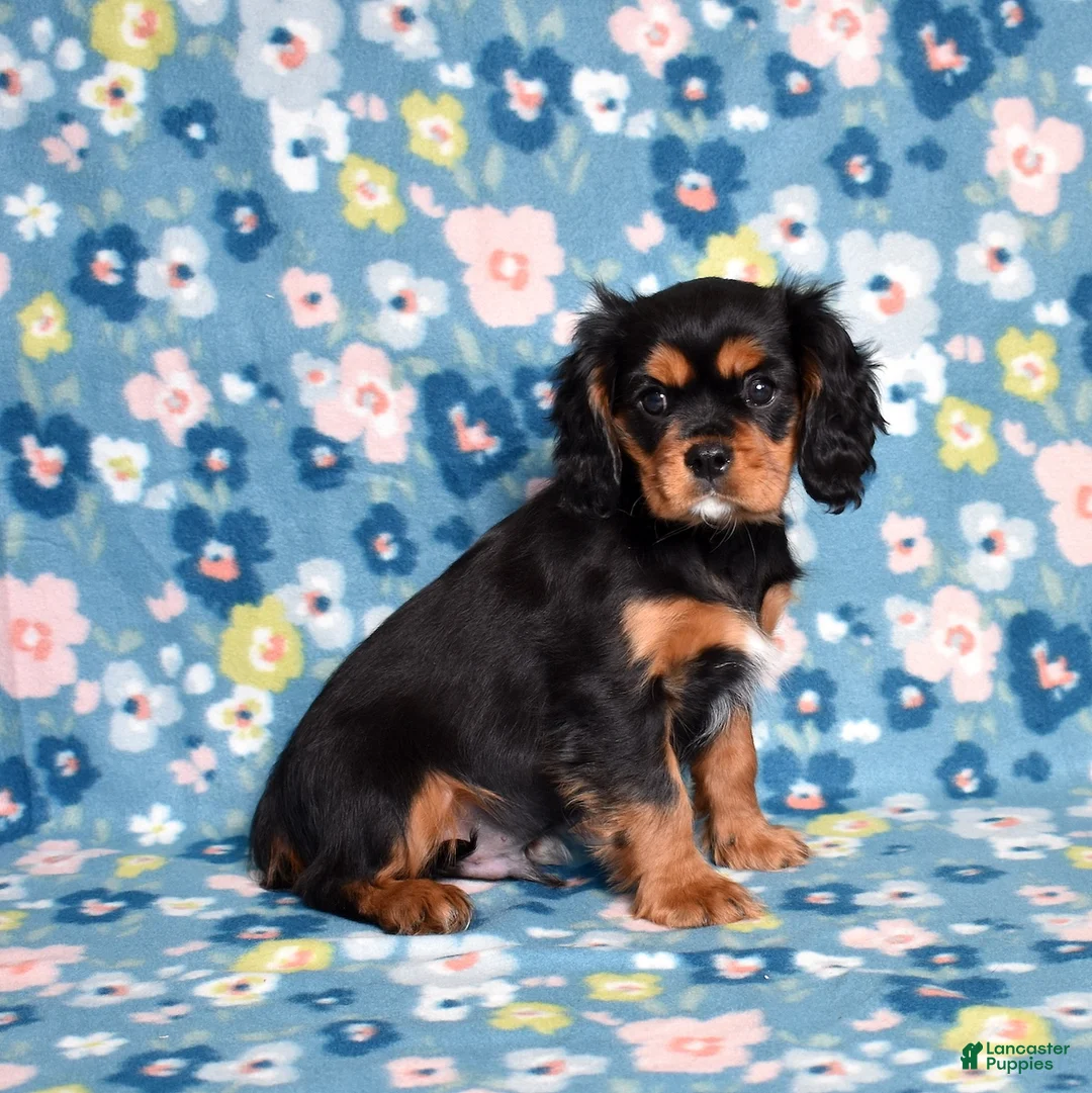 Cavalier King Charles Spaniel dogs for sale: Rudy | Genetically Screened  - Ad 6