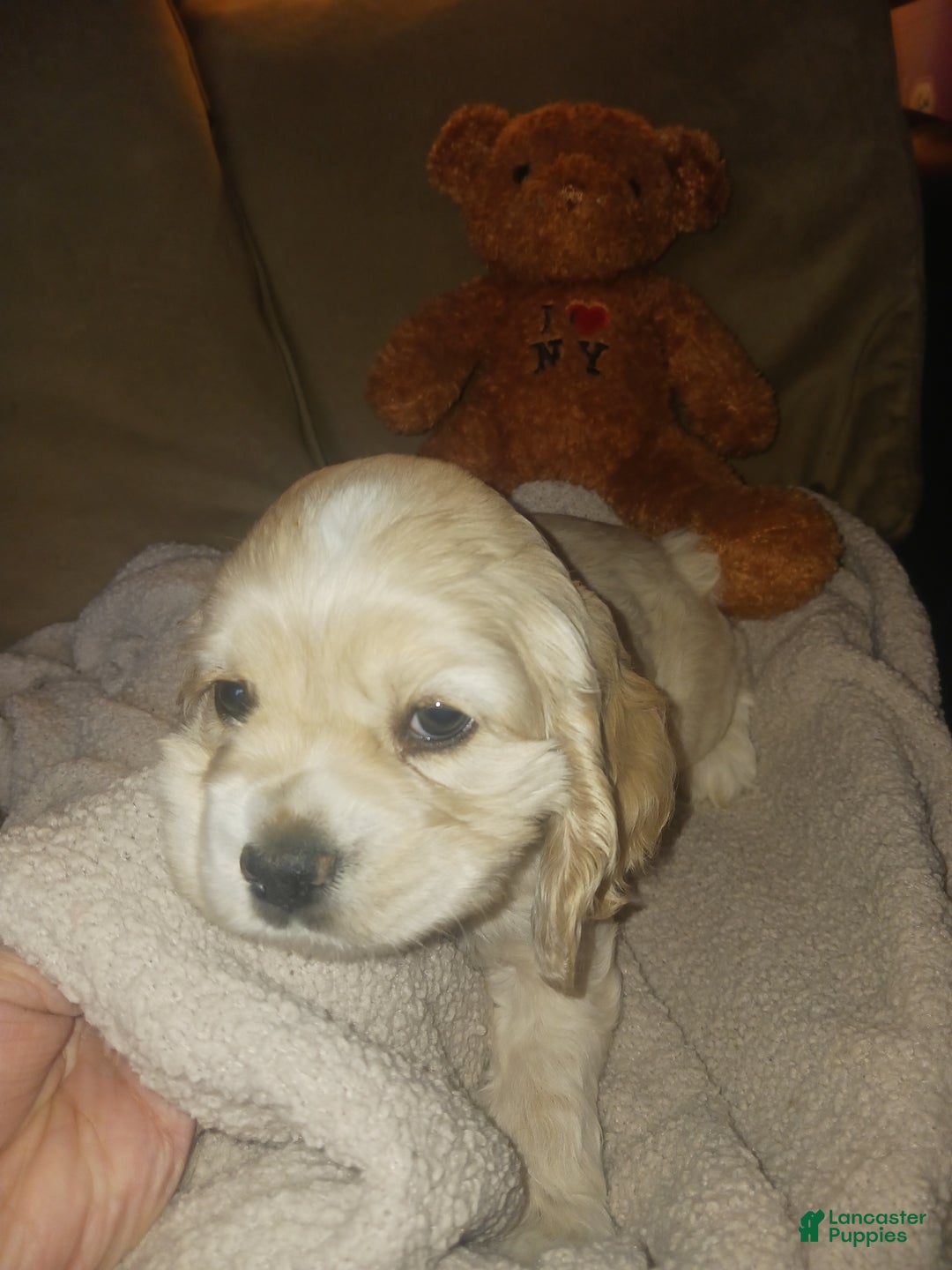 Cocker Spaniel dogs for sale: Chet 1st born - Ad 1