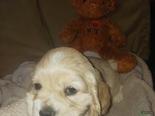 Cocker Spaniel dogs Chet 1st born - Ad 4