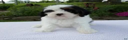 Cavapoo dogs for sale: Daisy - Ad 2