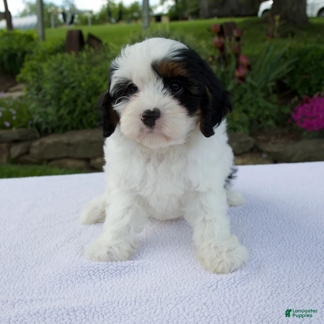 Cavapoo dogs for sale: Daisy - Ad 2