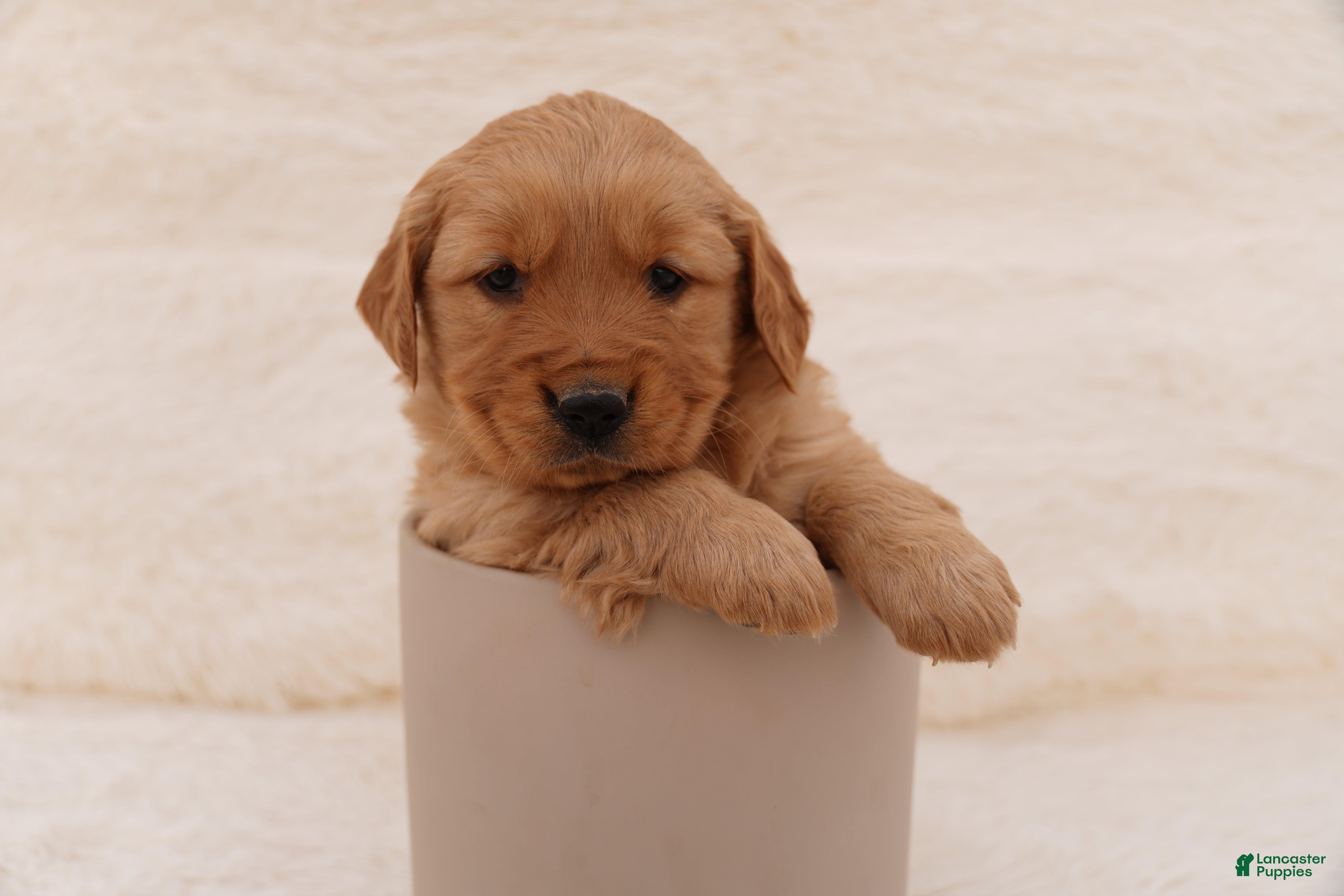 Golden Retriever dogs Ali - AKC, Genetically Clear - Ad 12