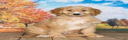 Goldendoodle dogs for sale: Cassie - Ad 1