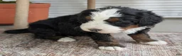 Bernedoodle dogs for sale: Scotty  - Ad 6