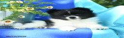 Pomeranian dogs for sale: Mercy - Ad 3