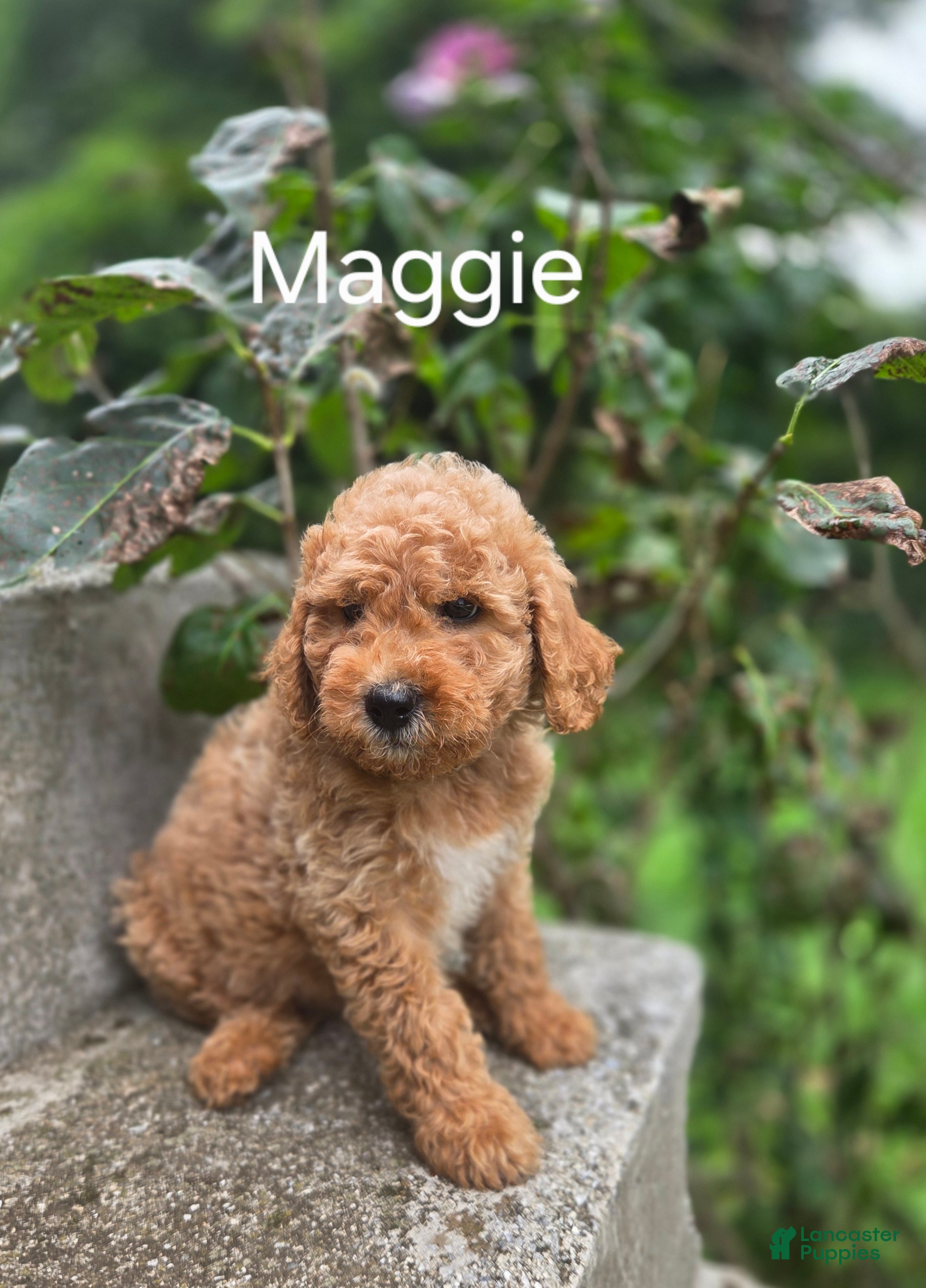 Irish Doodle dogs Irish Doodle 6 - Ad 4