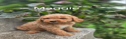 Irish Doodle dogs for sale: Irish Doodle 6 - Ad 1