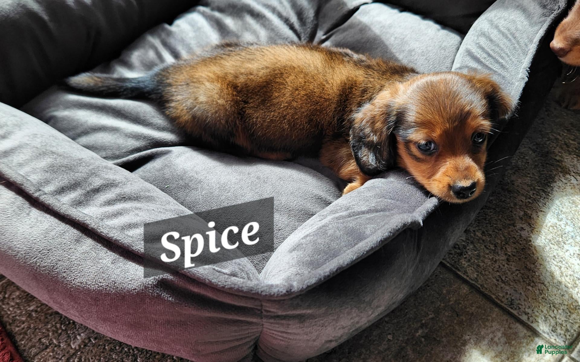 Miniature Dachshund dogs Spice - Ad 2
