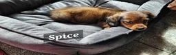 Miniature Dachshund dogs for sale: Spice - Ad 2