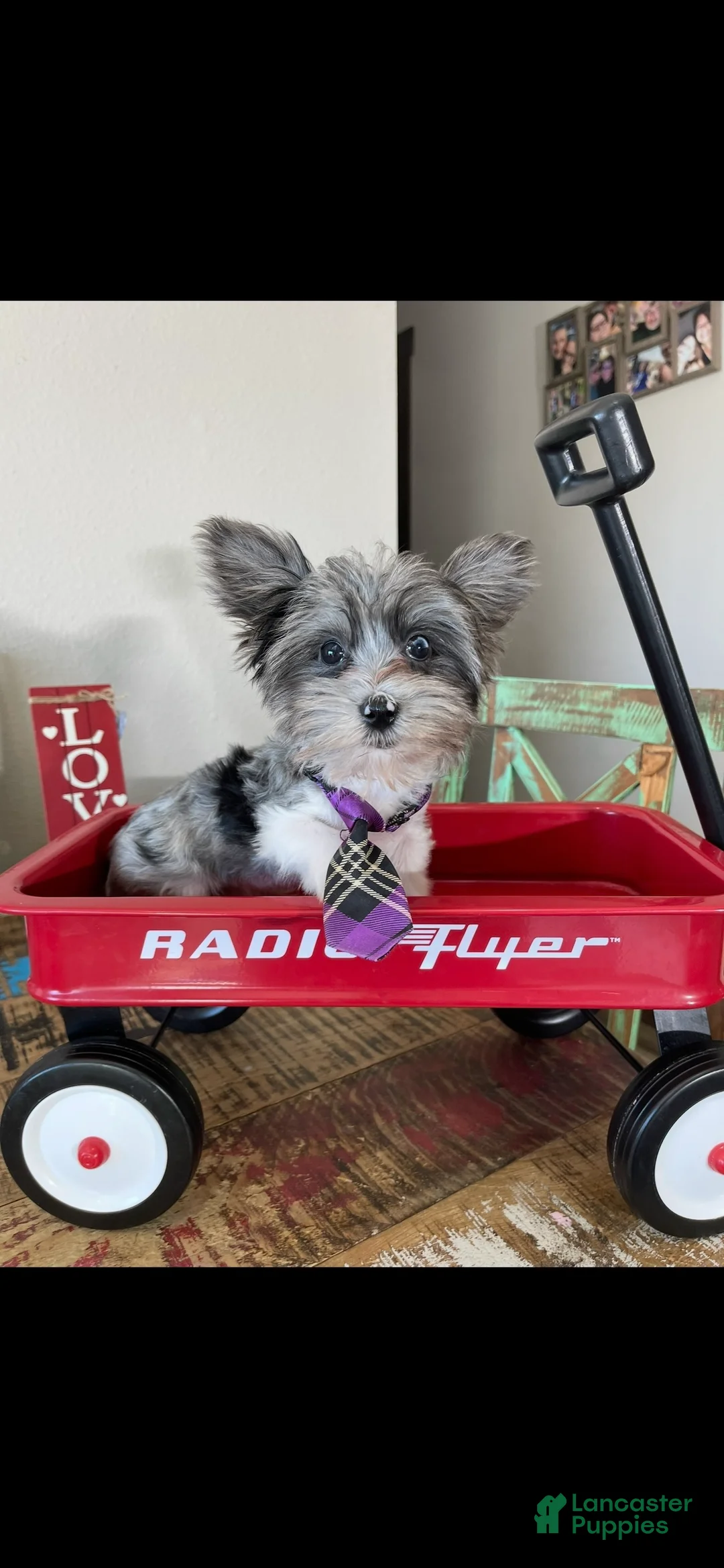 Yorkshire Terrier dogs for sale: KB BlackBerry Partial Blue eye - Ad 1