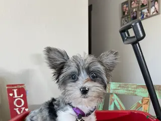 Yorkshire Terrier dogs KB BlackBerry Partial Blue eye - Ad 8