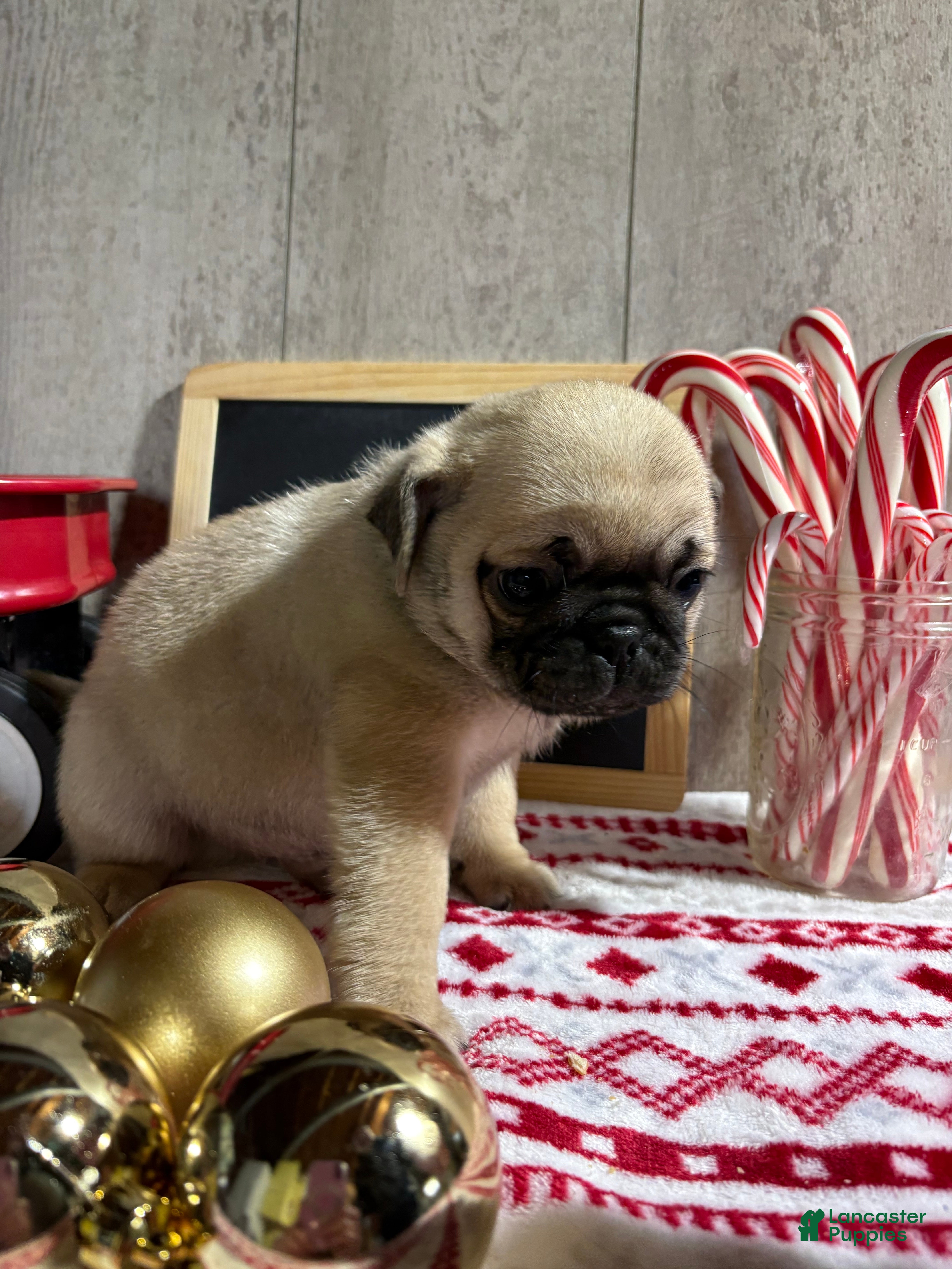 Pug dogs Tucker - Ad 37