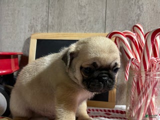 Pug dogs Tucker - Ad 37