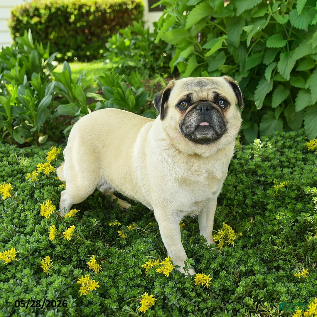 Pug dogs for sale: Tina - Ad 1