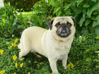Pug dogs for sale: Tina - Ad 2