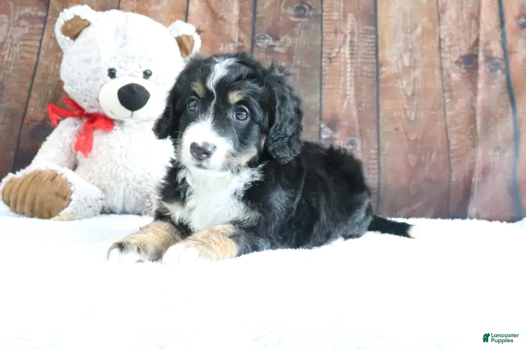 Mini Bernedoodle dogs for sale: Jase - Ad 2