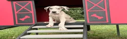 Great Dane dogs for sale: Pansy Great Dane  - Ad 5