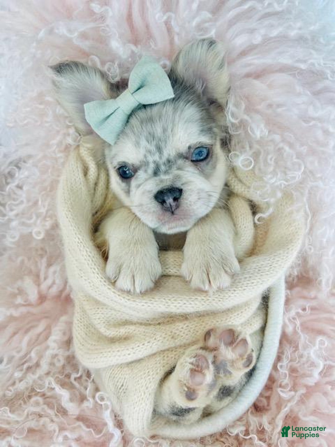 French Bulldog dogs for sale: FLUFFY Mini French Bulldog Puppy - Ad 2