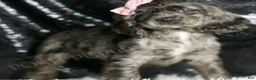 Cocker Spaniel dogs for sale: Francine - Ad 3