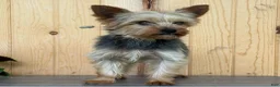 Yorkshire Terrier dogs for sale: Barney  - Ad 5